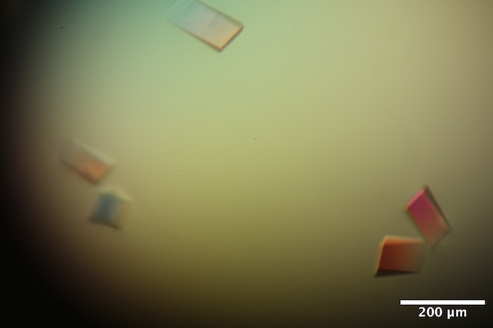 DNA_A5