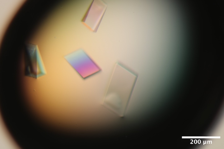 dna_A6
